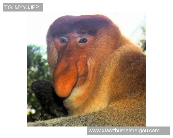 全球十大足球动物球星排名揭晓 谁才是绿茵场上的最强猛兽 全球十大足球动物球星排名揭晓 谁才是绿茵场上的最强猛兽